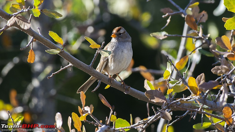Winter Birding at Northern California-american_tree_sparrow_2.jpg