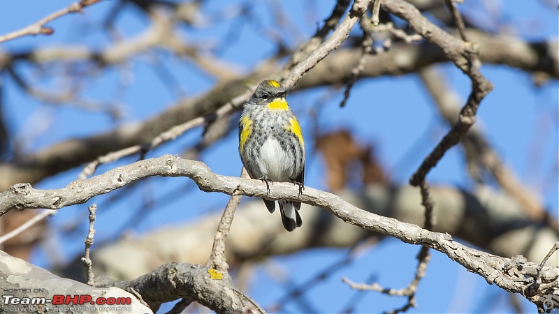 Winter Birding at Northern California-audubons_warbler_2.jpg