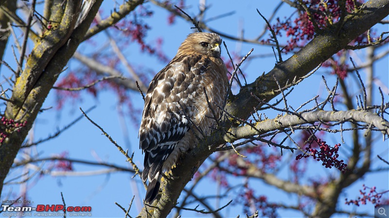 Winter Birding at Northern California-redtailed_hawk_2.jpg
