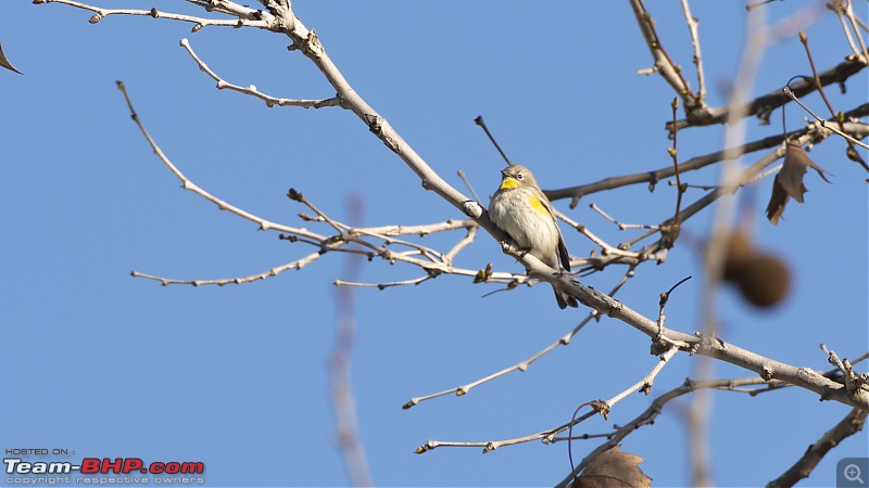 Winter Birding at Northern California-yellow_rumped_warbler.jpg