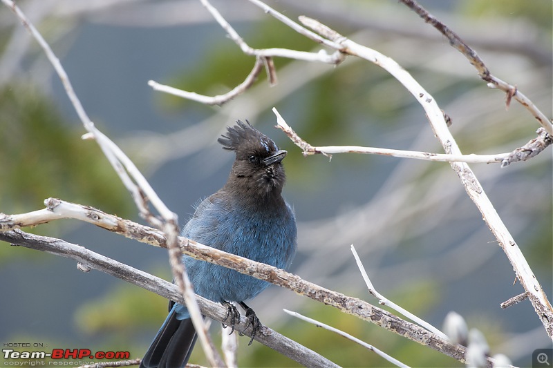 Winter Birding at Northern California-stellar_jay3.jpg