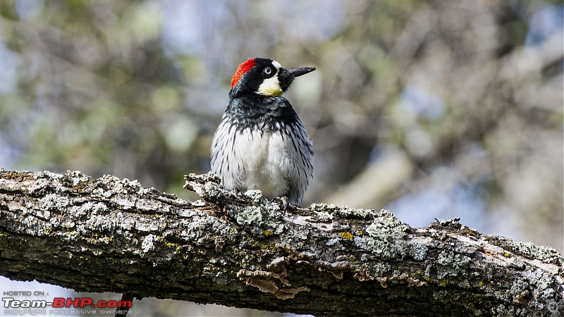 Winter Birding at Northern California-acorn_woodpecker4.jpg