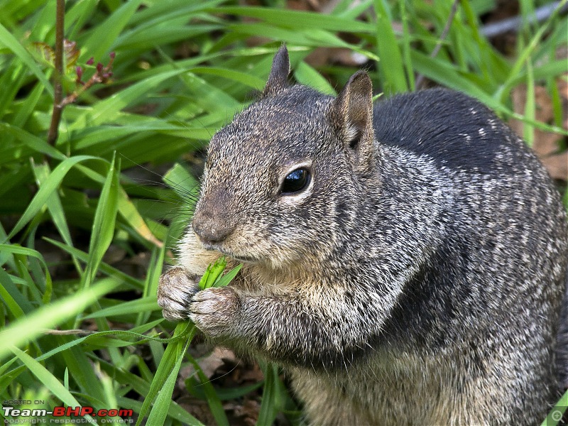 Winter Birding at Northern California-california_ground_squirrel1.jpg