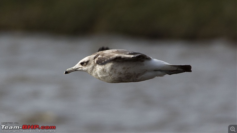 Winter Birding at Northern California-ring_billed_gull.jpg