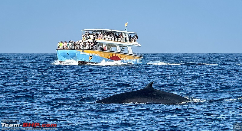 Driving Trip in Sri Lanka-fin-whale.jpg