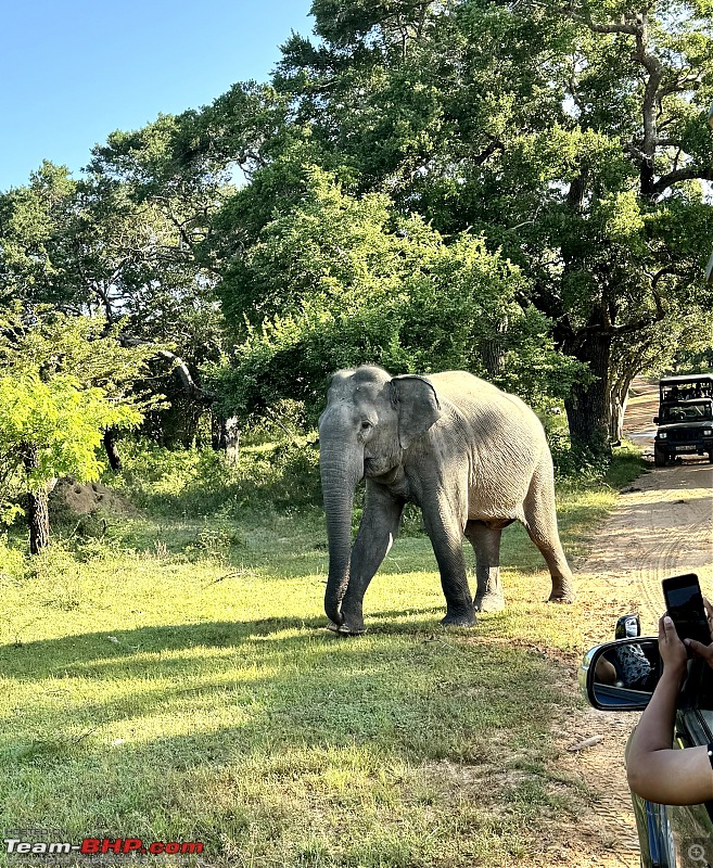 Driving Trip in Sri Lanka-elephant.jpg