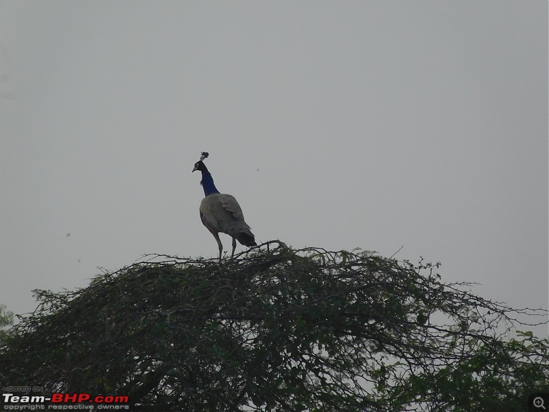 Run to the Little Rann, Dholavira and Lakhpat; a journey back in time-dscn2054.jpg