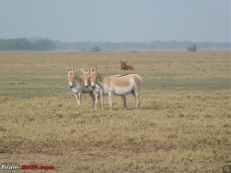 Run to the Little Rann, Dholavira and Lakhpat; a journey back in time-dscn2073.jpg