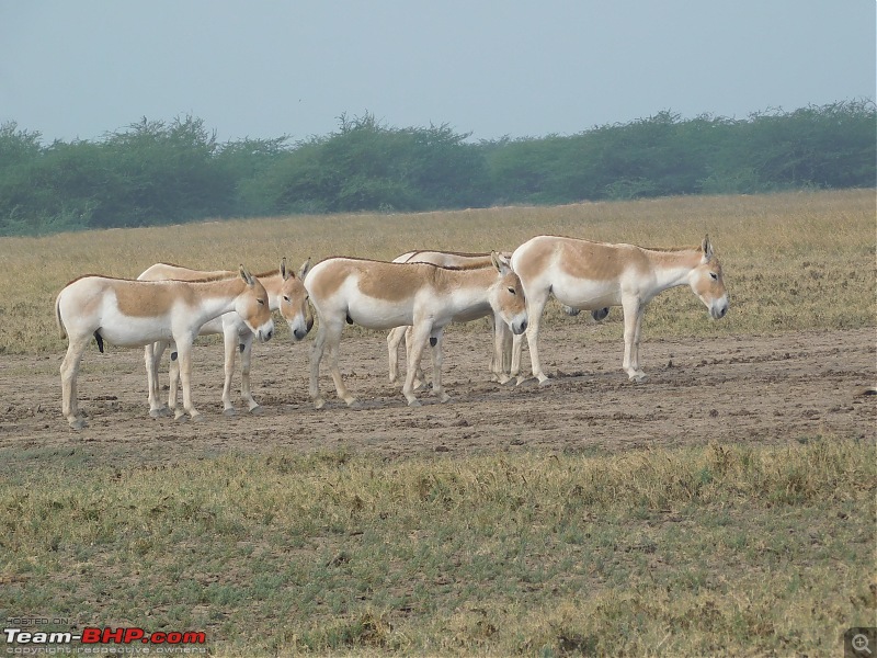 Run to the Little Rann, Dholavira and Lakhpat; a journey back in time-dscn2077.jpg