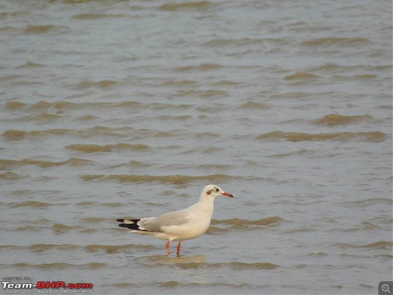 Run to the Little Rann, Dholavira and Lakhpat; a journey back in time-dscn2119.jpg