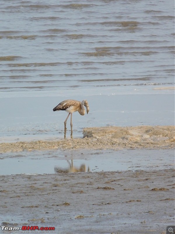 Run to the Little Rann, Dholavira and Lakhpat; a journey back in time-dscn2131.jpg