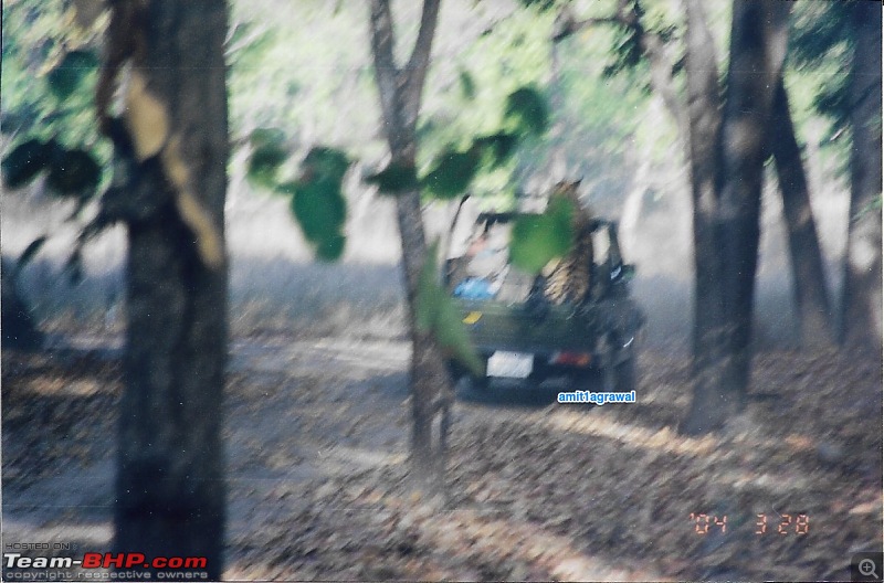 Close Encounter: Surviving a Tigress Attack in Bandhavgarh National Park-tigerattack21.jpg