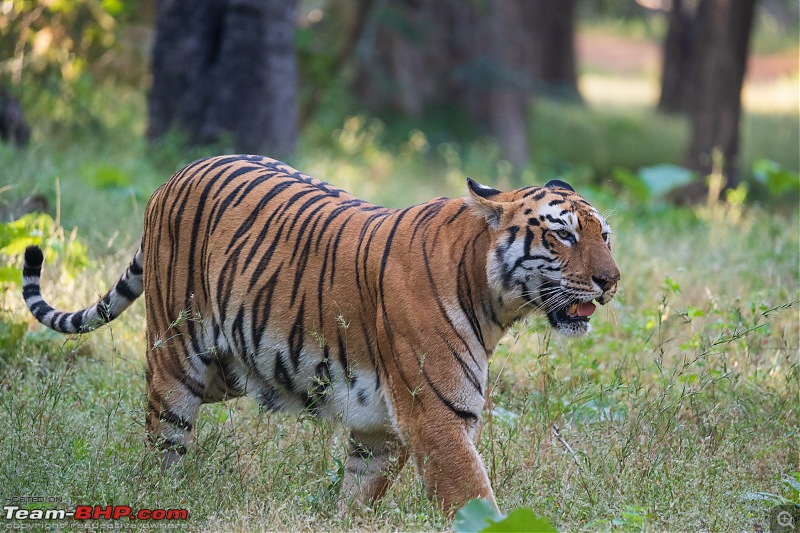 Close Encounter: Surviving a Tigress Attack in Bandhavgarh National Park-26086compressed.jpeg