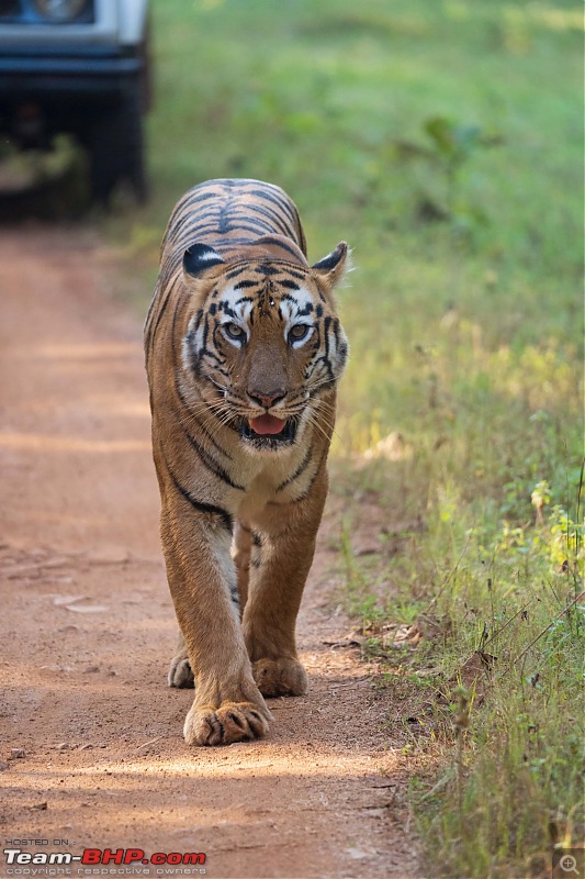 Close Encounter: Surviving a Tigress Attack in Bandhavgarh National Park-26083compressed.jpeg