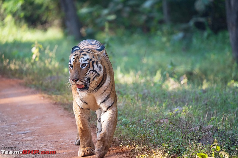Close Encounter: Surviving a Tigress Attack in Bandhavgarh National Park-26084compressed.jpeg