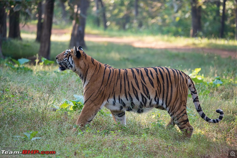 Close Encounter: Surviving a Tigress Attack in Bandhavgarh National Park-26085compressed.jpeg