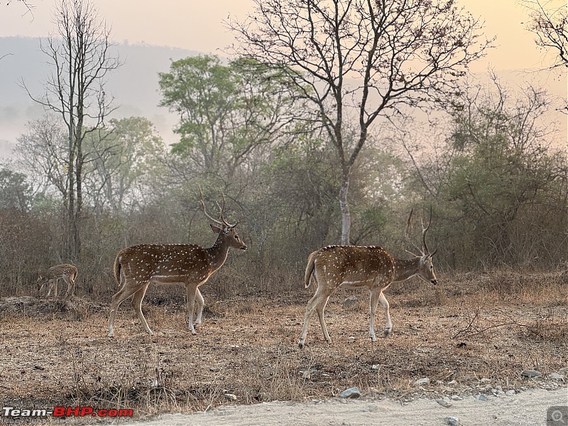 TheRedSparkle Story: B for Bandipur, B for Birding!-img_0050.jpg