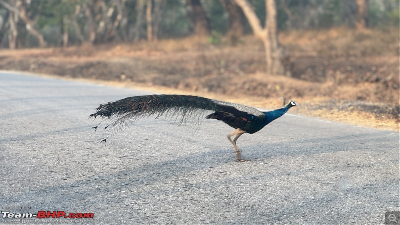 TheRedSparkle Story: B for Bandipur, B for Birding!-img_0071.jpg