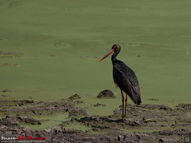 TheRedSparkle Story: B for Bandipur, B for Birding!-img_4317.jpg