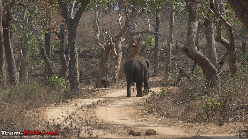 TheRedSparkle Story: B for Bandipur, B for Birding!-img_4318.jpg