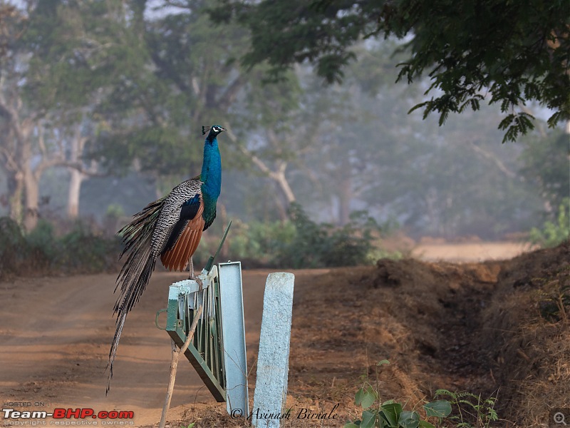 TheRedSparkle Story: B for Bandipur, B for Birding!-img_4330.jpg