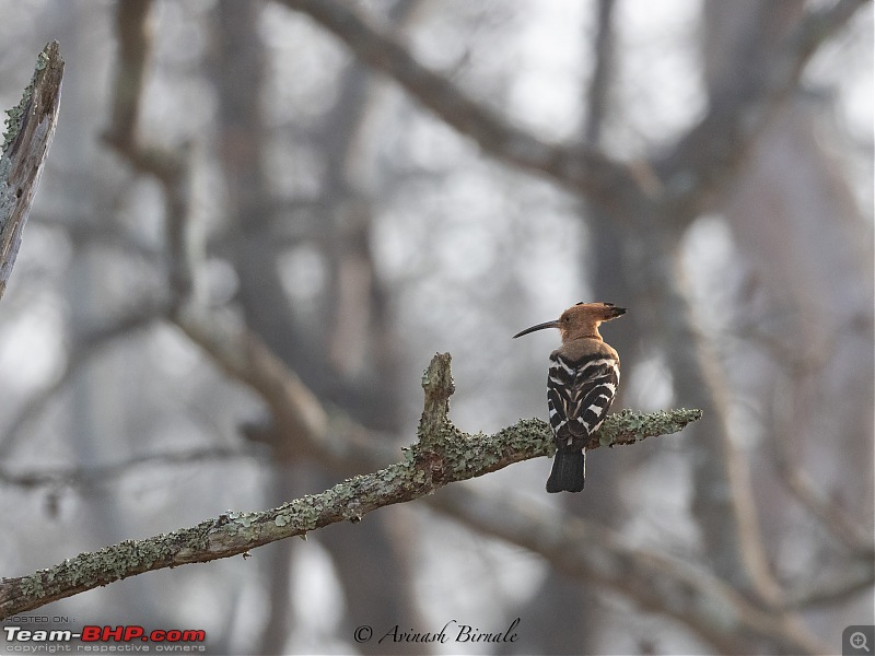 TheRedSparkle Story: B for Bandipur, B for Birding!-img_4332.jpg