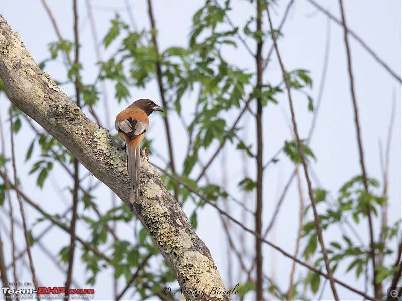 TheRedSparkle Story: B for Bandipur, B for Birding!-img_4333.jpg