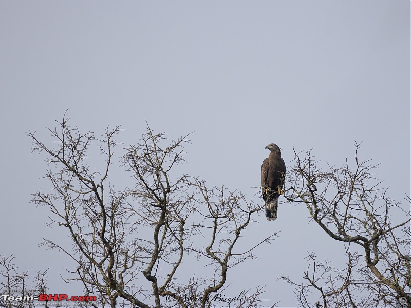 TheRedSparkle Story: B for Bandipur, B for Birding!-img_4335.jpg