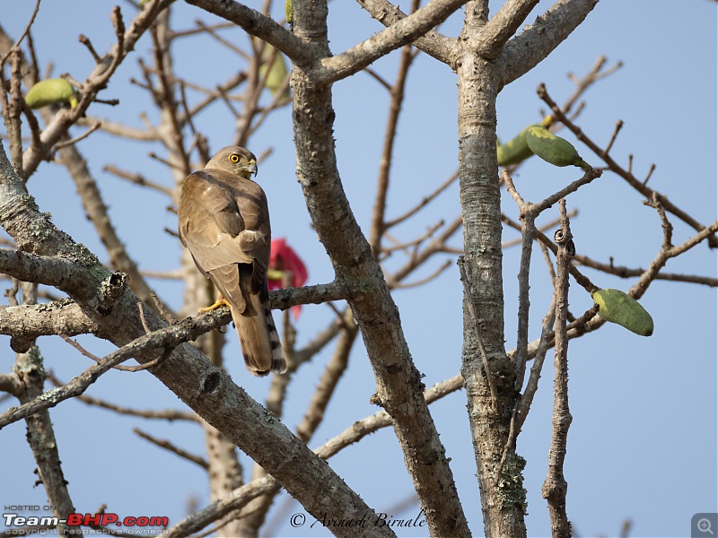 TheRedSparkle Story: B for Bandipur, B for Birding!-img_4339.jpg