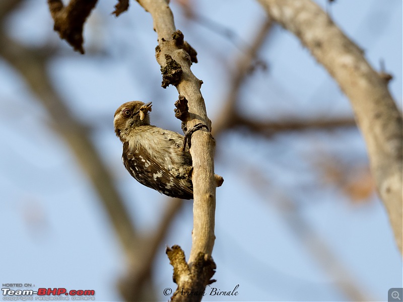 TheRedSparkle Story: B for Bandipur, B for Birding!-img_4340.jpg