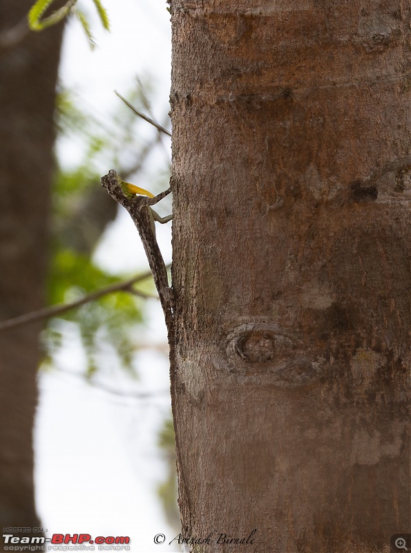 TheRedSparkle Story: B for Bandipur, B for Birding!-img_4343.jpg