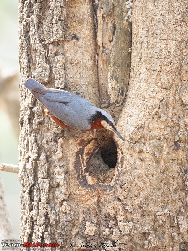 TheRedSparkle Story: B for Bandipur, B for Birding!-img_4344.jpg