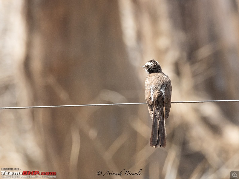 TheRedSparkle Story: B for Bandipur, B for Birding!-img_4345.jpg