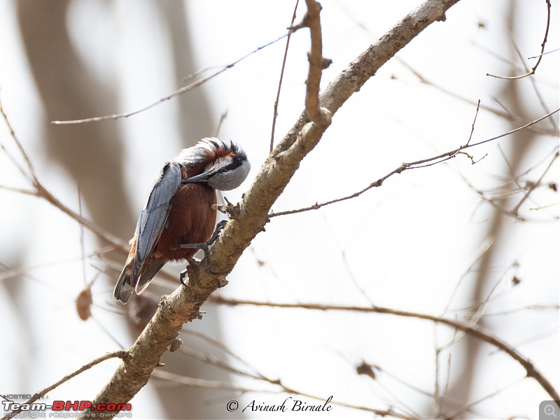 TheRedSparkle Story: B for Bandipur, B for Birding!-img_4346.jpg