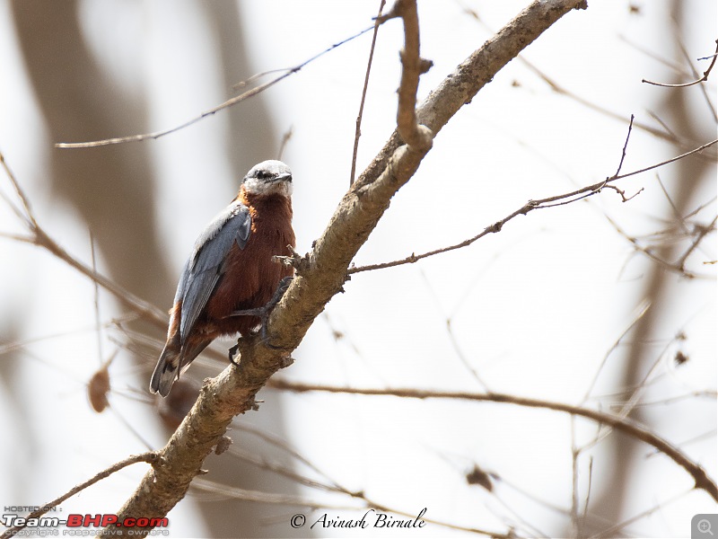 TheRedSparkle Story: B for Bandipur, B for Birding!-img_4347.jpg