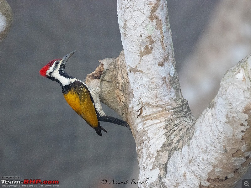 TheRedSparkle Story: B for Bandipur, B for Birding!-img_4348.jpg