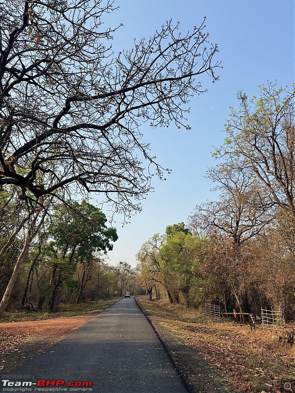 TheRedSparkle Story: T for Tadoba, T for Tigers!-img_0321.jpeg