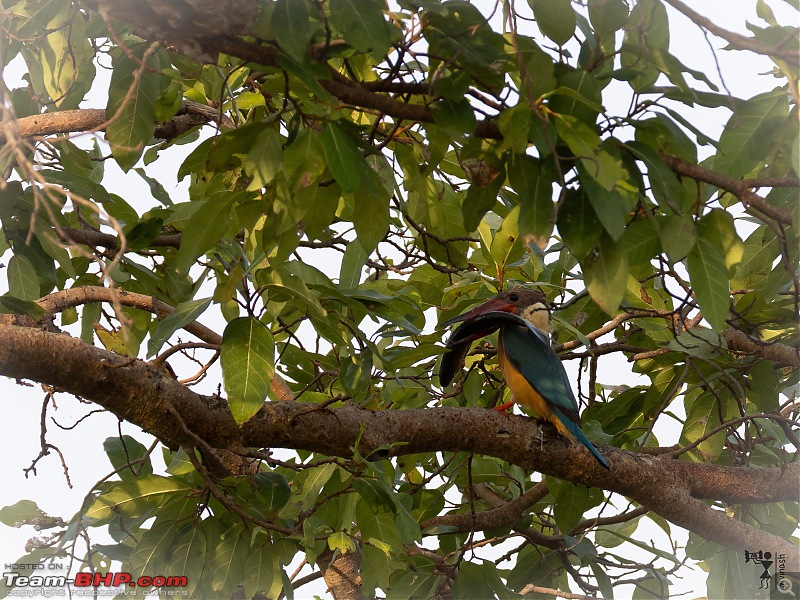 TheRedSparkle Story: T for Tadoba, T for Tigers!-img_4384.jpeg