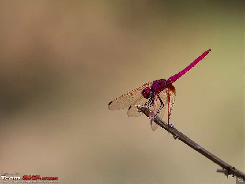 TheRedSparkle Story: T for Tadoba, T for Tigers!-img_4579.jpeg