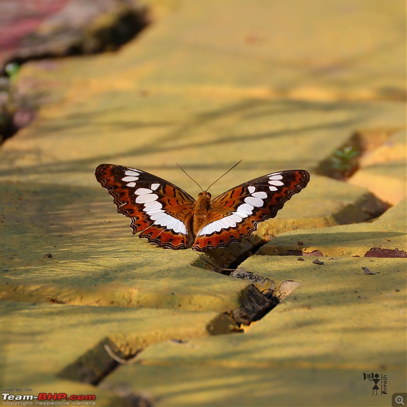 TheRedSparkle Story: T for Tadoba, T for Tigers!-img_4595.jpeg