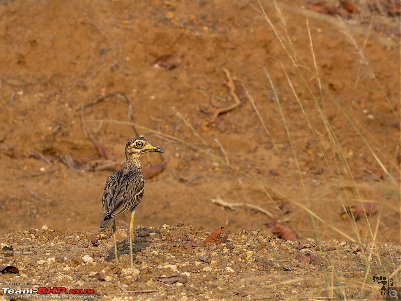 TheRedSparkle Story: T for Tadoba, T for Tigers!-img_4390.jpeg