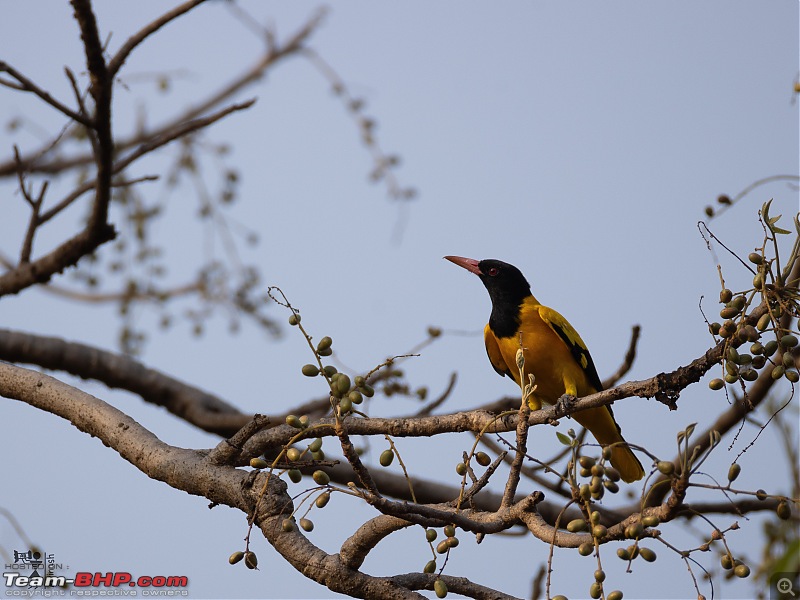 TheRedSparkle Story: T for Tadoba, T for Tigers!-img_4393.jpeg