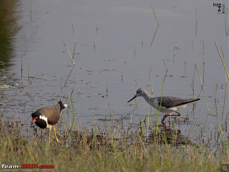 TheRedSparkle Story: T for Tadoba, T for Tigers!-img_4395.jpeg