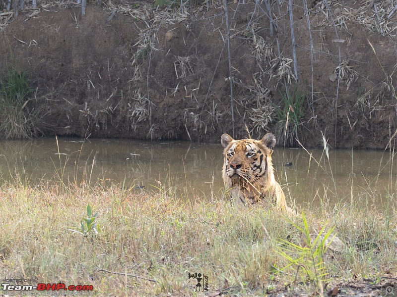 TheRedSparkle Story: T for Tadoba, T for Tigers!-img_4430.jpeg