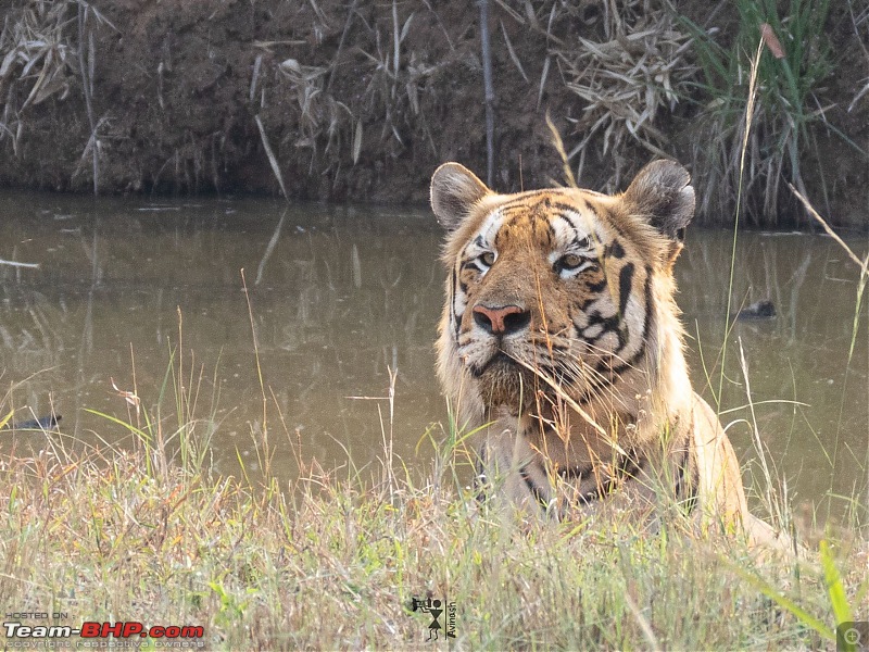 TheRedSparkle Story: T for Tadoba, T for Tigers!-img_4432.jpeg