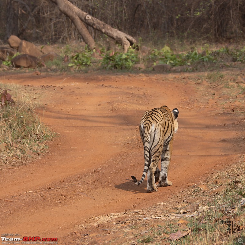 TheRedSparkle Story: T for Tadoba, T for Tigers!-img_4440.jpeg