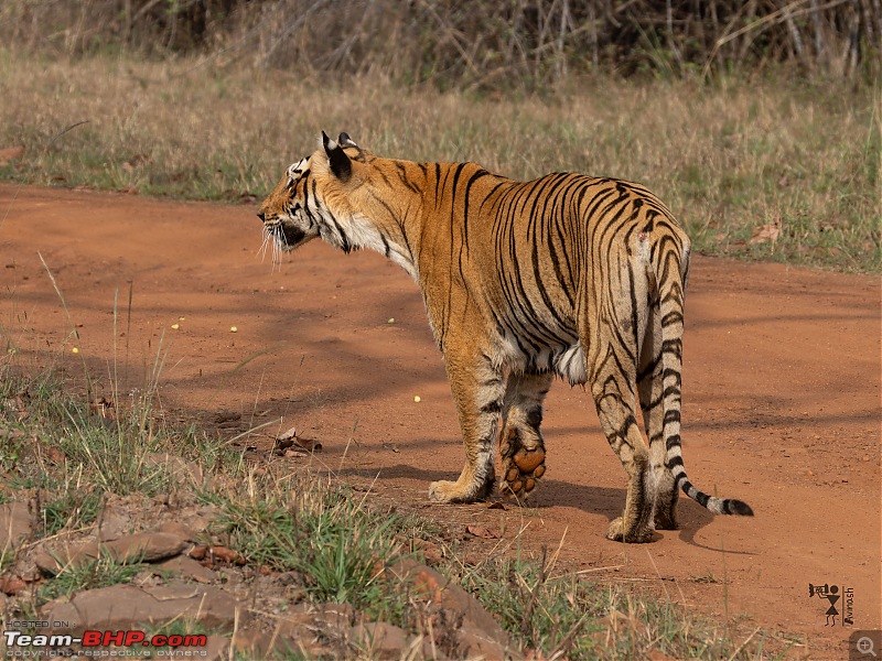 TheRedSparkle Story: T for Tadoba, T for Tigers!-img_4446.jpeg