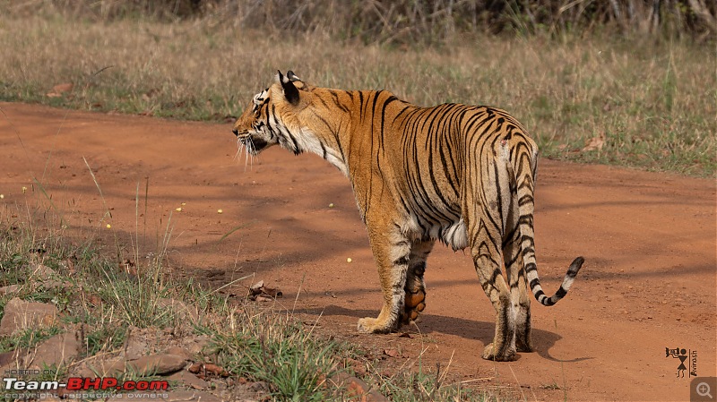 TheRedSparkle Story: T for Tadoba, T for Tigers!-img_4447.jpeg
