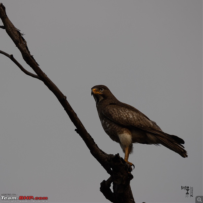 TheRedSparkle Story: T for Tadoba, T for Tigers!-img_4452.jpeg