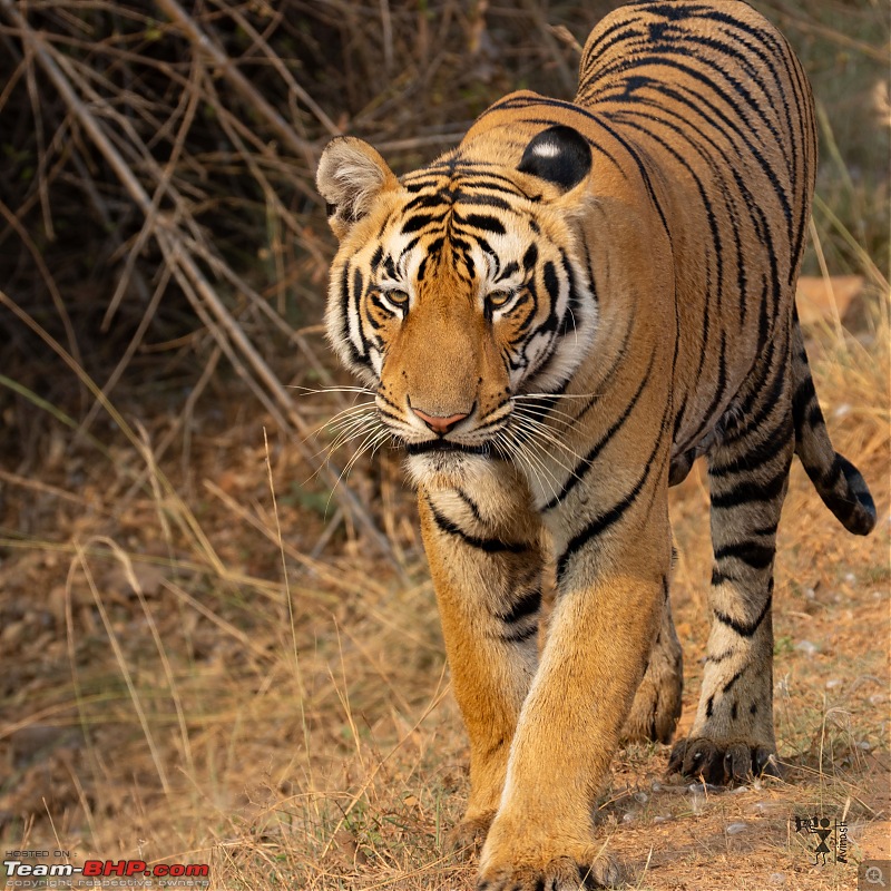 TheRedSparkle Story: T for Tadoba, T for Tigers!-img_4463.jpeg